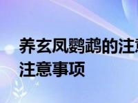 养玄凤鹦鹉的注意事项和禁忌 养玄凤鹦鹉的注意事项 