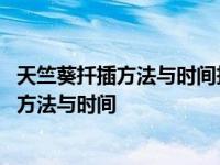 天竺葵扦插方法与时间扦插天竺葵花包阿要剪去 天竺葵扦插方法与时间 