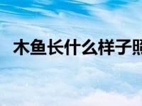 木鱼长什么样子照片 木鱼长什么样子图片 