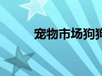 宠物市场狗狗的价格 宠物狗市场 