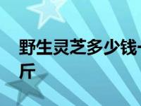 野生灵芝多少钱一斤药房 野生灵芝多少钱一斤 