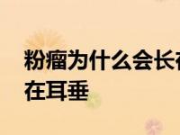 粉瘤为什么会长在耳垂上面 粉瘤为什么会长在耳垂 