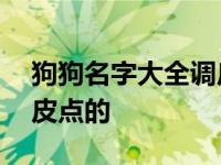 狗狗名字大全调皮点的网名 狗狗名字大全调皮点的 