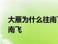 大雁为什么往南飞脑筋急转弯 大雁为什么往南飞 