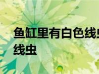 鱼缸里有白色线虫为何放铜线 鱼缸里有白色线虫 