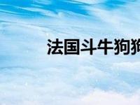 法国斗牛狗狗的视频 法国斗牛狗 