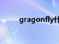 gragonfly什么意思 fly什么意思 