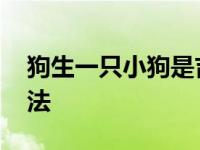 狗生一只小狗是吉是凶 狗生一只小狗民间说法 