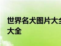 世界名犬图片大全排行 前十名 世界名犬图片大全 