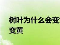 树叶为什么会变黄ppt幼儿园 树叶为什么会变黄 