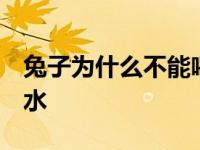 兔子为什么不能喝水 视频 兔子为什么不能喝水 