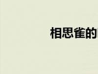 相思雀的叫声视频 相思雀 