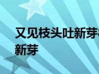 又见枝头吐新芽800字作文叙事 又见枝头吐新芽 