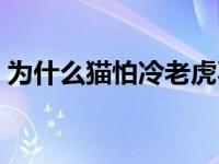 为什么猫怕冷老虎不怕冷 猫为什么不怕老虎 