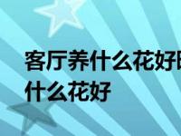 客厅养什么花好旺财又容易养能过冬 客厅养什么花好 