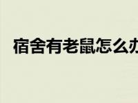 宿舍有老鼠怎么办赶走 宿舍有老鼠怎么办 