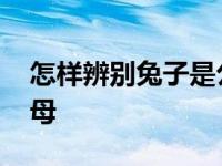 怎样辨别兔子是公是母的方法 兔子怎么分公母 