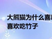 大熊猫为什么喜欢吃竹子理由 大熊猫为什么喜欢吃竹子 