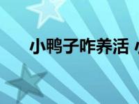 小鸭子咋养活 小鸭子怎么养不会死掉 