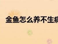 金鱼怎么养不生病 金鱼怎么养才不容易死 