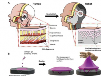 工程皮肤组织赋予机器人特殊的性能和能力
