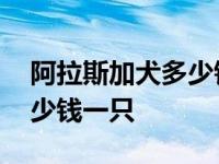 阿拉斯加犬多少钱一只幼崽 阿拉斯加价格多少钱一只 