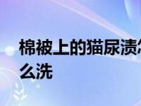 棉被上的猫尿渍怎样去除 棉被芯被猫尿了怎么洗 