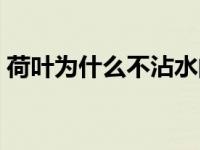 荷叶为什么不沾水的原因 荷叶为什么不沾水 