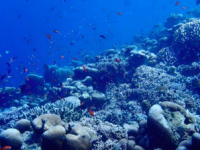 生态学家重建了印度澳大利亚群岛生物多样性的历史及其成为热点的过程