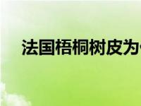 法国梧桐树皮为什么会脱落 法国梧桐树 