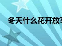 冬天什么花开放?一年级 冬天什么花开放 