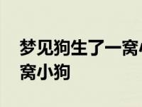 梦见狗生了一窝小狗是胎梦吗 梦见狗生了一窝小狗 