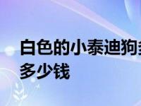 白色的小泰迪狗多少钱一只 白色的小泰迪狗多少钱 