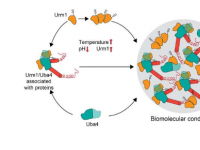 科学家证明Urm1在压力情况下保护蛋白质