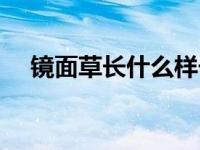 镜面草长什么样子 镜面草怎么养长得快 