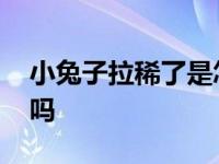 小兔子拉稀了是怎么回事 小兔子拉稀还有救吗 