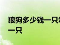 狼狗多少钱一只幼崽花鸟市场价 狼狗多少钱一只 