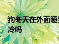 狗冬天在外面睡觉会冷吗 冬天狗狗睡外面会冷吗 