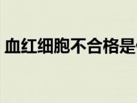 血红细胞不合格是什么原因 血红细胞不合格 