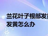 兰花叶子根部发黄干枯是什么原因 兰花叶子发黄怎么办 