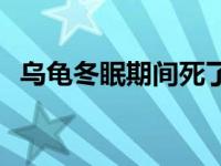 乌龟冬眠期间死了 冬眠乌龟死了的样子图 