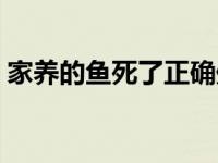 家养的鱼死了正确处理方法 鱼死了怎么处理 