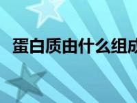 蛋白质由什么组成生物 蛋白质由什么组成 