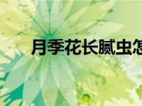 月季花长腻虫怎么办 花长腻虫怎么办 