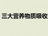 三大营养物质吸收的主要部位 三大营养物质 