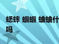 蟋蟀 蝈蝈 蛐蛐什么区别 蛐蛐和蟋蟀是一样的吗 