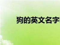 狗的英文名字叫什么 狗的英文名字 