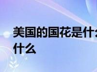 美国的国花是什么花正确答案 美国的国花是什么 