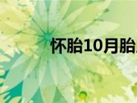 怀胎10月胎儿发育图 怀胎10月 