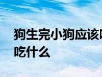 狗生完小狗应该吃什么下奶 狗生完小狗应该吃什么 